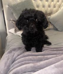 Reunited Male Dog last seen bayside drive , Buford, GA 30518
