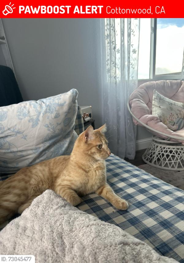 Lost Male Cat last seen Riverview Drive, Cottonwood, CA 96022