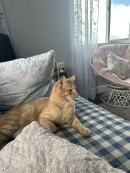 Lost Male Cat last seen Riverview Drive, Cottonwood, CA 96022