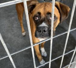 Shelter Stray Male Dog last seen , 957 N Gaffey St, San Pedro, CA 90731, USA