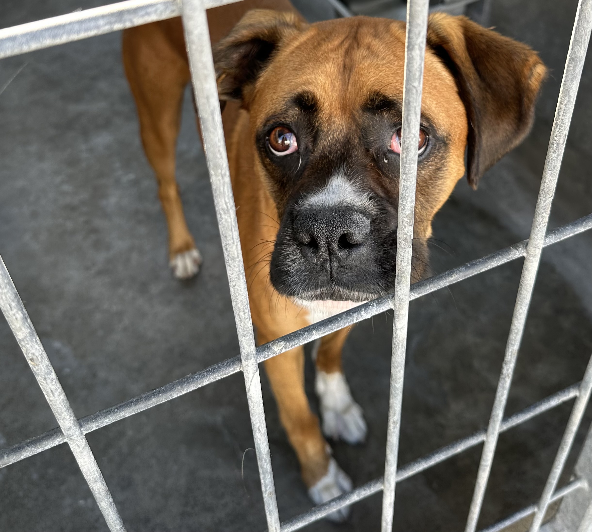 Shelter Stray Male Dog last seen , 957 N Gaffey St, San Pedro, CA 90731, USA