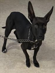 Shelter Stray Male Dog last seen , 957 N Gaffey St, San Pedro, CA 90731, USA