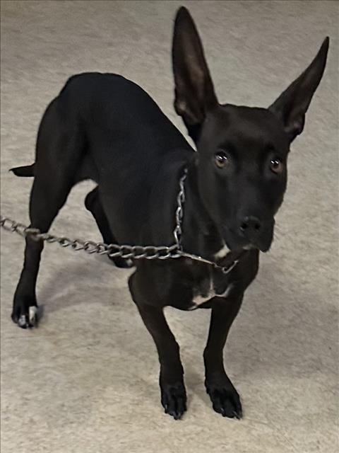 Shelter Stray Male Dog last seen , 957 N Gaffey St, San Pedro, CA 90731, USA