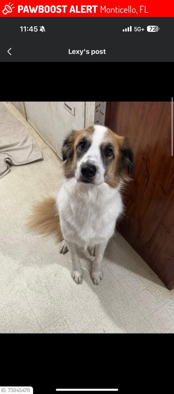 Lost Male Dog last seen Florida, Georgia Line, Monticello, FL 32344