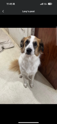 Lost Male Dog last seen Florida, Georgia Line, Monticello, FL 32344