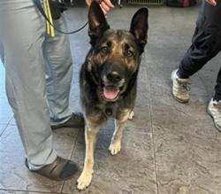 Shelter Stray Unknown Dog last seen , 11361 W Pico Blvd, Los Angeles, CA 90064, USA