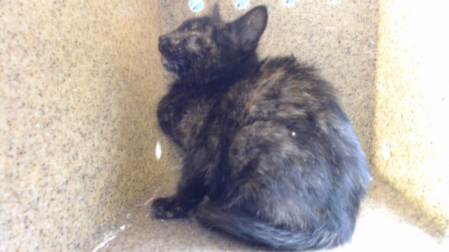 Shelter Stray Female Cat last seen , 11258 Garfield Ave, Downey, CA 90242, USA