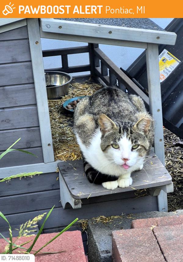 Found/Stray Male Cat last seen Cameron and Manhattan , Pontiac, MI 48340