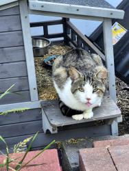 Found/Stray Male Cat last seen Cameron and Manhattan , Pontiac, MI 48340