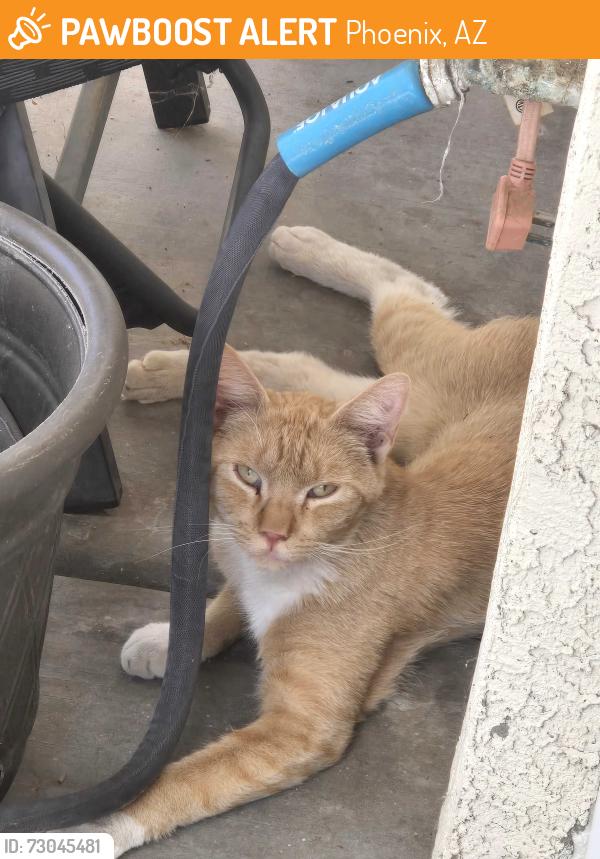Found/Stray Unknown Cat last seen Palomino park, Phoenix, AZ 85032
