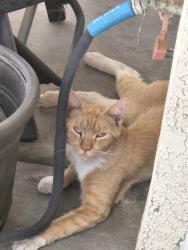Found/Stray Unknown Cat last seen Palomino park, Phoenix, AZ 85032