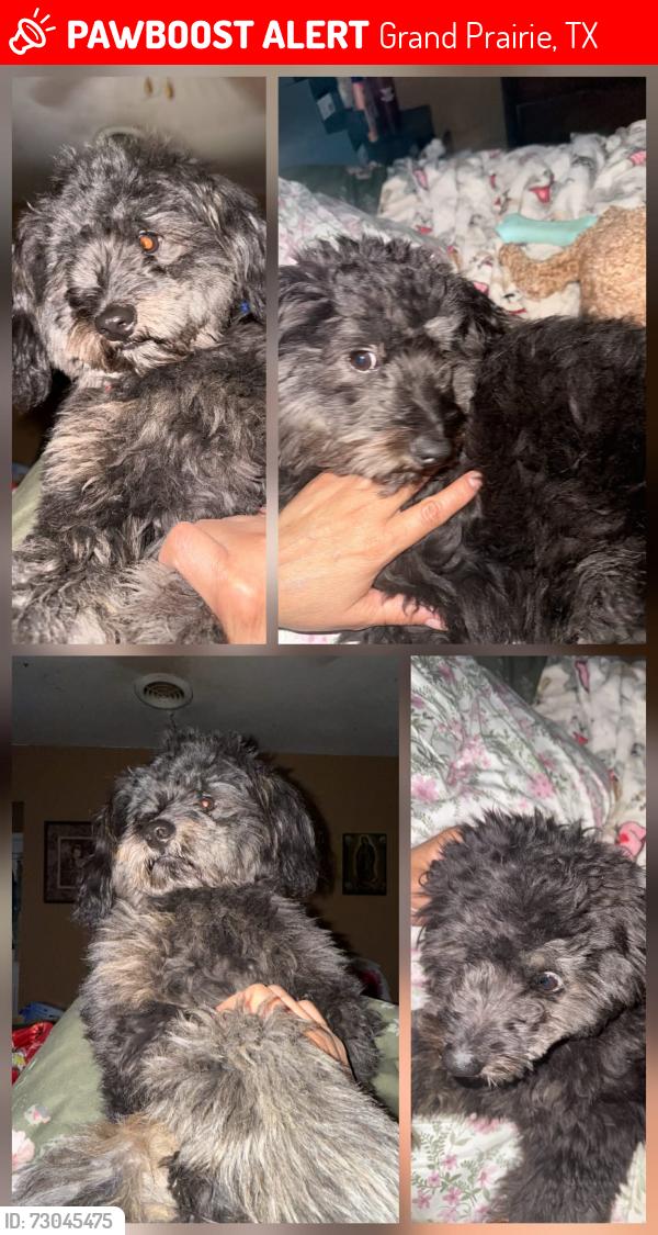 Lost Male Dog last seen Pioneer pkwy & s carrier pkwy near dd's, Grand Prairie, TX 75052