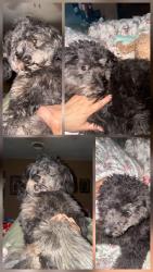 Lost Male Dog last seen Pioneer pkwy & s carrier pkwy near dd's, Grand Prairie, TX 75052