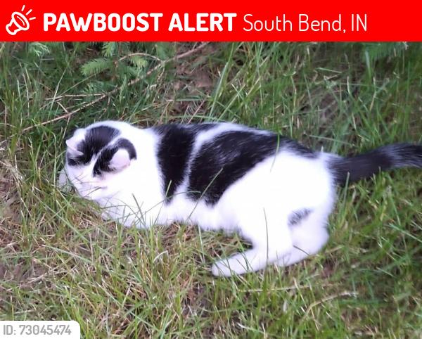 Lost Male Cat last seen Cleveland and Bajer Lane, South Bend, IN 46635