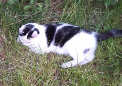 Lost Male Cat last seen Cleveland and Bajer Lane, South Bend, IN 46635