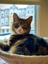 Lost Male Cat last seen Troon terrace, Annandale, NN, Clinton Township, NJ 08801