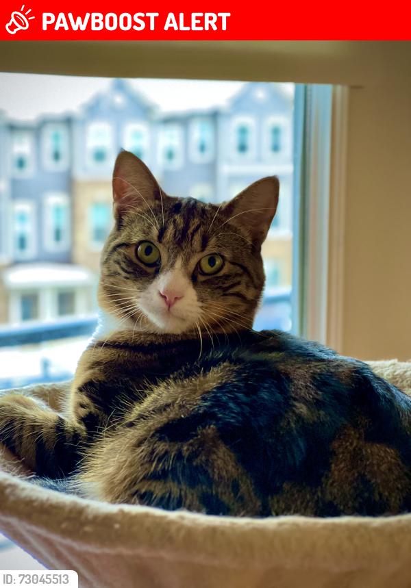 Lost Male Cat last seen Troon terrace, Annandale, NN, Clinton Township, NJ 08801