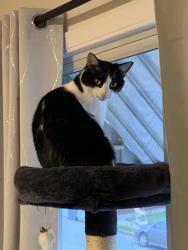 Reunited Female Cat last seen maple and jenevein, San Bruno, CA 94066