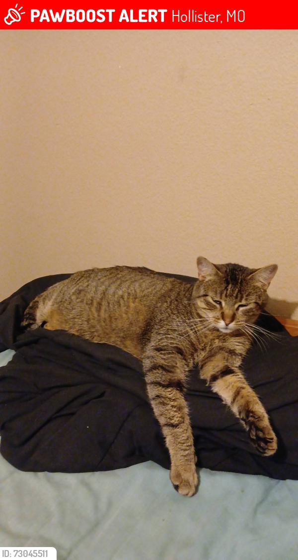 Lost Female Cat last seen Red bud ln, Hollister, MO 65672