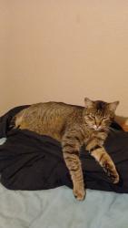 Lost Female Cat last seen Red bud ln, Hollister, MO 65672