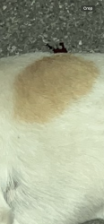Found/Stray Unknown Dog last seen Grand boulevard, Oklahoma City, OK 73119