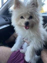 Reunited Female Dog last seen Ace hardware, San Jose, CA 95123