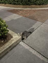 Found/Stray Unknown Cat last seen roundabout , Atlanta, GA 30324