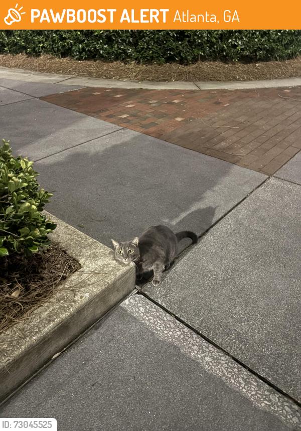 Found/Stray Unknown Cat last seen roundabout , Atlanta, GA 30324