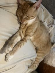 Found/Stray Male Cat last seen Phillips center, Gastonia, NC 28052