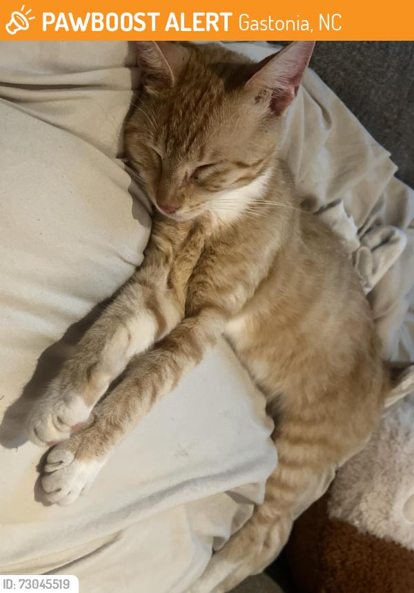 Found/Stray Male Cat last seen Phillips center, Gastonia, NC 28052