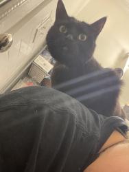 Lost Female Cat last seen Leavitt and Maypole (near the damen green line), Chicago, IL 60612