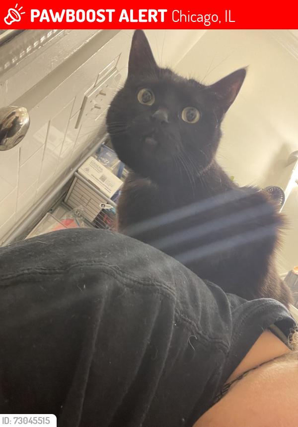 Lost Female Cat last seen Leavitt and Maypole (near the damen green line), Chicago, IL 60612