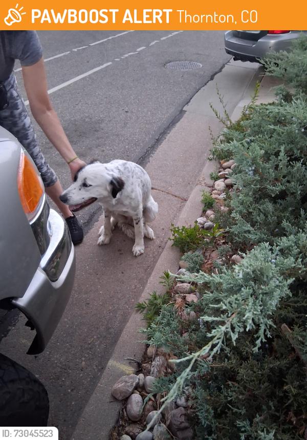 Found/Stray Male Dog last seen Eppinger and Travis st, Thornton, CO 80229