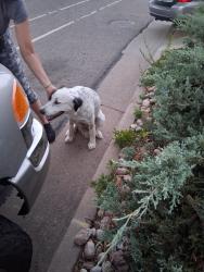 Found/Stray Male Dog last seen Eppinger and Travis st, Thornton, CO 80229