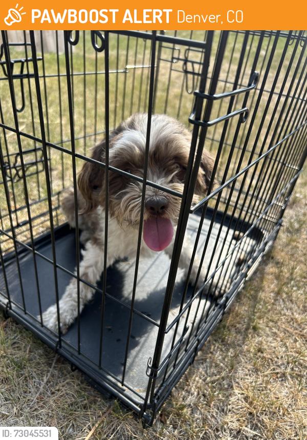 Found/Stray Female Dog last seen Coronado parkway and Washington st, Denver, CO 80229