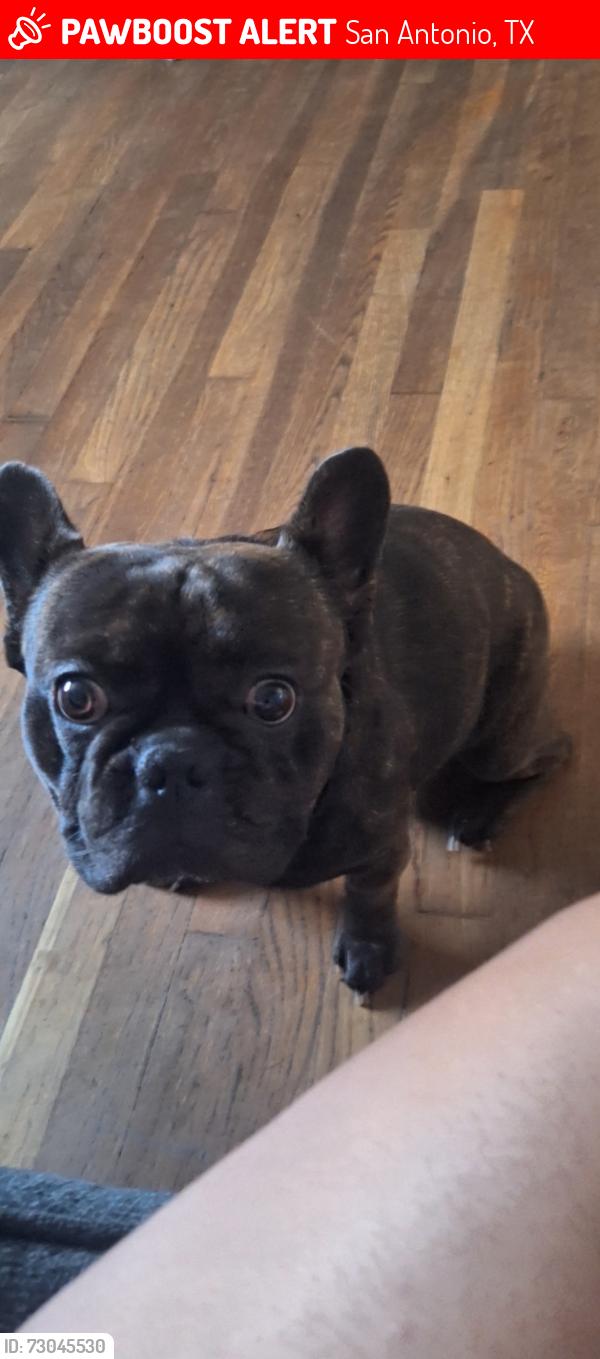 Lost Male Dog last seen South cross , San Antonio, TX 78223