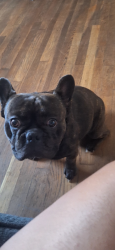 Lost Male Dog last seen South cross , San Antonio, TX 78223