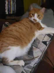 Lost Male Cat last seen Near white oak dr., Austin, TX 78753