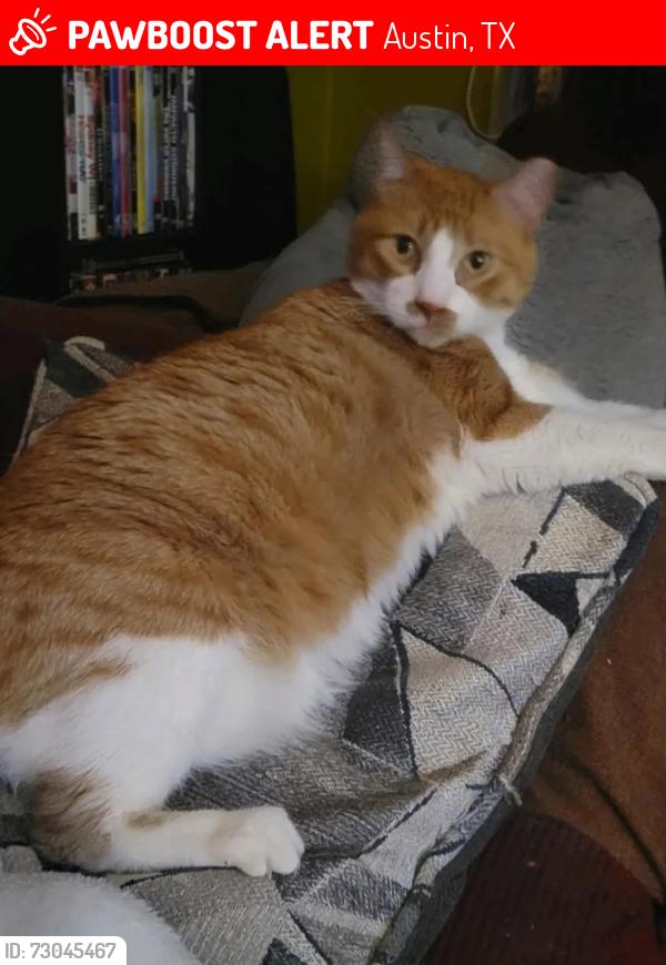 Lost Male Cat last seen Near white oak dr., Austin, TX 78753
