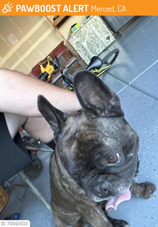 Found/Stray Unknown Dog last seen M st and bellevue, Merced, CA 95340