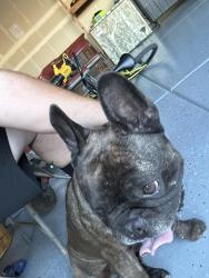 Found/Stray Unknown Dog last seen M st and bellevue, Merced, CA 95340