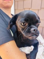 Found/Stray Female Dog last seen Wellesley , Los Angeles, CA 90025
