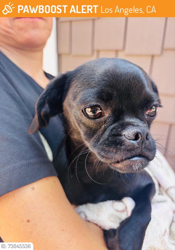 Found/Stray Female Dog last seen Wellesley , Los Angeles, CA 90025