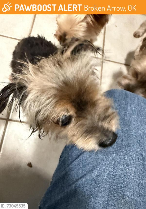 Found/Stray Male Dog last seen Broken Arrow, Broken Arrow, OK 74012