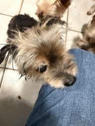 Found/Stray Male Dog last seen Broken Arrow, Broken Arrow, OK 74012