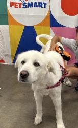 Reunited Female Dog last seen Near Westbranch Way, Victorville, CA 92392, USA, Victorville, CA 92392