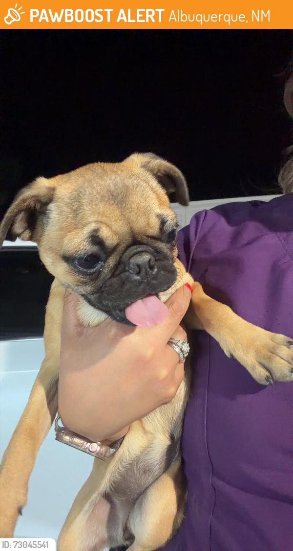 Found/Stray Female Dog last seen Avalon park, Albuquerque, NM 87121