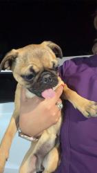 Found/Stray Female Dog last seen Avalon park, Albuquerque, NM 87121