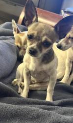 Reunited Female Dog last seen Butternut and Philips Lane, Antioch, CA 94509