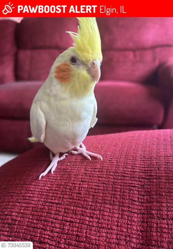 Lost Female Bird last seen Highbury Dr and Village Ct, Elgin, IL 60120